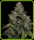 Lemon Tini - Karma Genetics