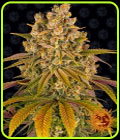 Lemon Tree - Barneys Farm Seeds