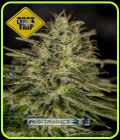 Lemon Trip - Positronic Seeds