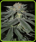 Lemon Venom - Cream of the Crop