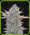 Lemon Zushi - Terp Treez Co