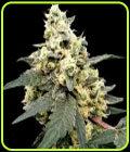 Lemonade Auto - Paradise Seeds