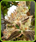 Lemonaid Sherbet - Dank Genetics