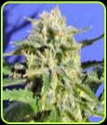 SALE - Lemonberry Haze Auto - Original Sensible Seeds - Cannabis Seed Sale Items