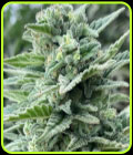 Lemoncino - Cali Connection Seeds