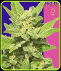 Lemonesia - Ceres Seeds