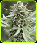 Lemongrass - Humboldt Seed Company