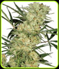 Leshaze - Cannabiogen Seeds