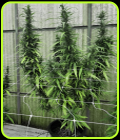 Leviathan CBG - Emerald Triangle Seeds