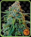 Liberty Haze - Barneys Farm Seeds