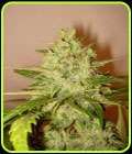 Lilly - Original Delicatessen Seeds