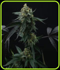 Lime OZZ - Perfect Tree Seeds