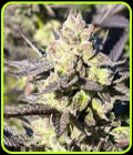 Limonada De Mango F2 - Black Tuna Seeds