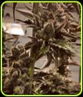 Lit in Las Vegas - Masonrie Seeds