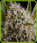 Lithium OG Kush - Nirvana Seeds