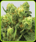 SALE - Big Bud - Nirvana Seeds - Nirvana Seeds