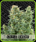 Little Dwarf - Zambeza Seeds