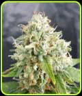Easy Cheese Auto - Freedom of Seeds