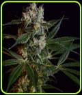 Loatian OG - Green Bodhi Seeds