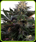 Lockdown Kush - Sensi Research Seeds