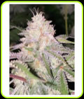 London Kosher - DankHunters Seed Co