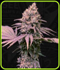 London Mint Cake - TH Seeds