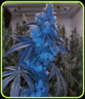 London Pound Mints x Jealousy - Grounded Genetics