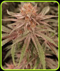 London Velvet Cake - Conscious Genetics