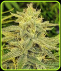 Lord Kush - Delicious Seeds