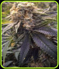 Lost Coast Hash Plant - Humboldt Seed Organisation