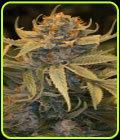 Lost Coast OG - Humboldt Seed Organisation