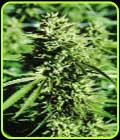 Lost Coast OG - Emerald Triangle Seeds