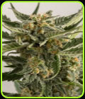 Lost Coast Skunk Auto - Humboldt Seed Organisation
