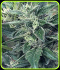 Lost Coast x SCBDX - Super CBDx Seeds