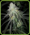 Lots of Zkittlez - The Plug Seedbank