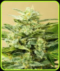 Low Girl Automatic - Advanced Seeds