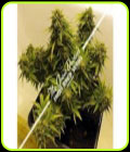 SALE - Low Ryder Regular Dwarf Mix - Joint Doctor Seeds - Joint Doctor Seeds