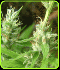 Lowboldt - Sagarmatha Seeds