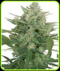 Lowdwarf - Seedmakers Seeds