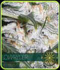 Lowryder - Vision Seeds