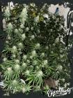 Lung Ztrikez - ElevenThirty Genetics