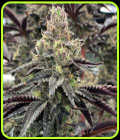 Luv Muffin - Rare Dankness Seeds