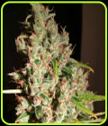 M.O.B aka Mother of All Berries - TH Seeds