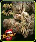 MAC Muffin - TasteBudz Seeds