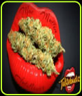MAC Muffin Auto - TasteBudz Seeds