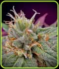 MAC #1 - BSB Genetics
