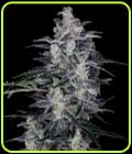 MACnana Autoflowering - DNA Genetics Seeds