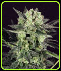 MK Ultra Kush Auto - TH Seeds
