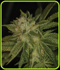 MK Ultra Kush - TH Seeds
