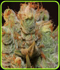 MK Ultra Kush x BubbleGum - TH Seeds